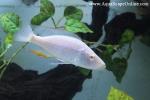 Albino Malawi Eye-Biter 4.5" (Dimidiochromis Compressiceps)